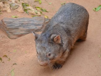 australian marsupials