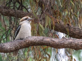 Australian Birds