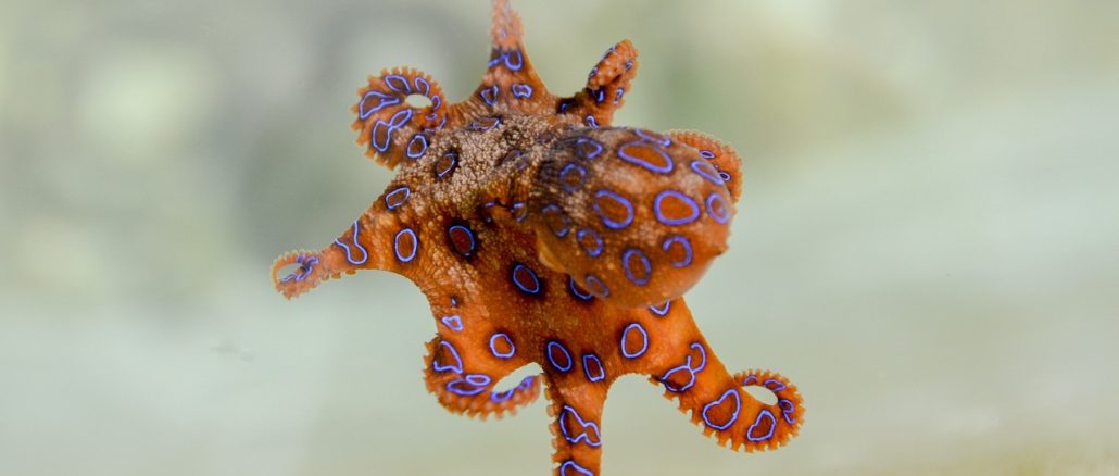 dangerous Australian animals