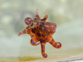 dangerous Australian animals