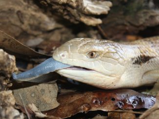 Australian reptiles