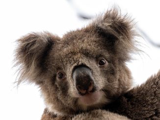 Australian mammals